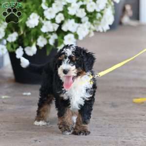 Levi, Mini Bernedoodle Puppy